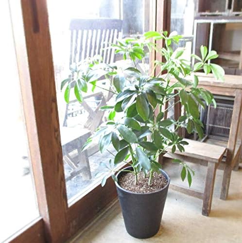 Amazon シェフレラ ホンコンカポック 7号鉢サイズ 黒色 セラアート鉢 ブラック 鉢植え 香港カポック 薫る花 観葉植物 おしゃれ インテリアグリーン アジアンテイスト 大型 中型 観葉植物 オンライン通販 Amazon シェフレラ ホンコンカポック 7号鉢サイズ 黒色 セラアート鉢 ブラック 鉢植え 香港カポック 薫る花 観葉植物 おしゃれ インテリアグリーン アジアンテイスト 大型 中型 観葉植物 オンライン通販