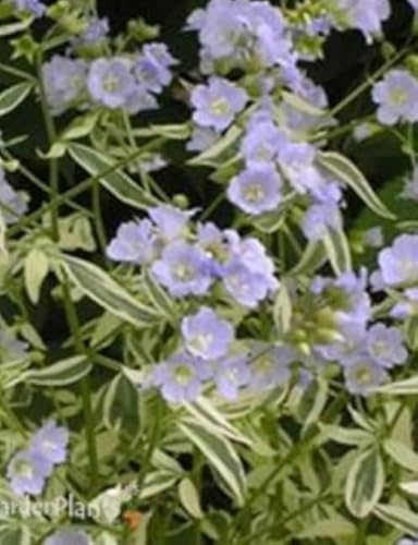 Jacobs Ladder Starter Perennial Plant. Jacobs Ladder Starter Perennial Plant.