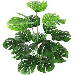 Monstera Plants - 1 Pcs