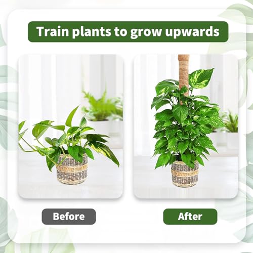 CNMTCCO 2 Stück 60 cm Moosstab Monstera für Pflanzen,Rankhilfe aus Kokosfaser,Rankhilfe für Kletterpflanzen mit Zubehör… – Ansicht 5