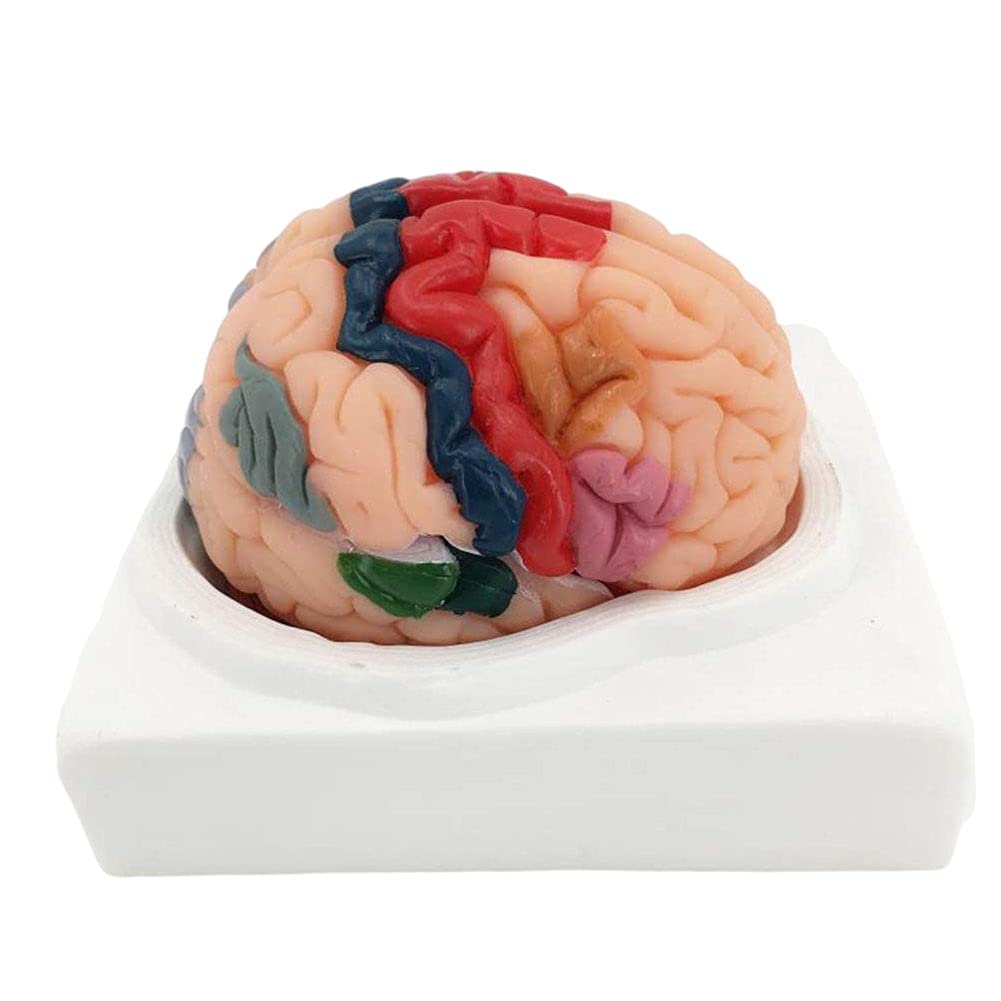 Buy BEAGHTY Human Cerebral Cortex Partition Model, Brain Anatomy Models ...