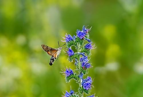 500 Natternkopf Samen - Echium vulgare - Winterharte 2-jährige Wildblume, beliebte Bienenweide und Schmetterlingsblume blau