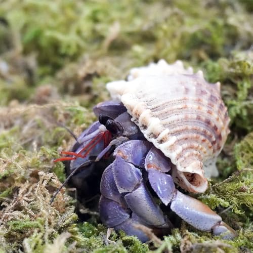 Begeterday 99g Natürliches Moos für Einsiedlerkrebse, ideales Zubehör für Einsiedlerkrebsbecken