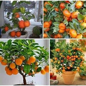 20 Mini vaso commestibile DrawF Arancione Bonsai Seeds- Frutta, mandarino Citrus facile bieticole