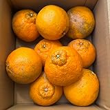 [訳あり] ベジップル �