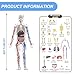 Human Body Structure Model, 3D Human Body Model for Kids with Removable Bones, Organs and Blood Vessels for Anatomy.