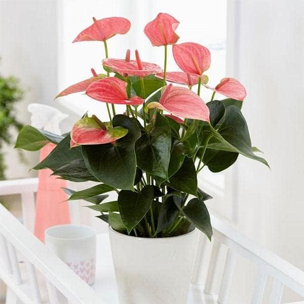 Image of live plants (LILY -1)