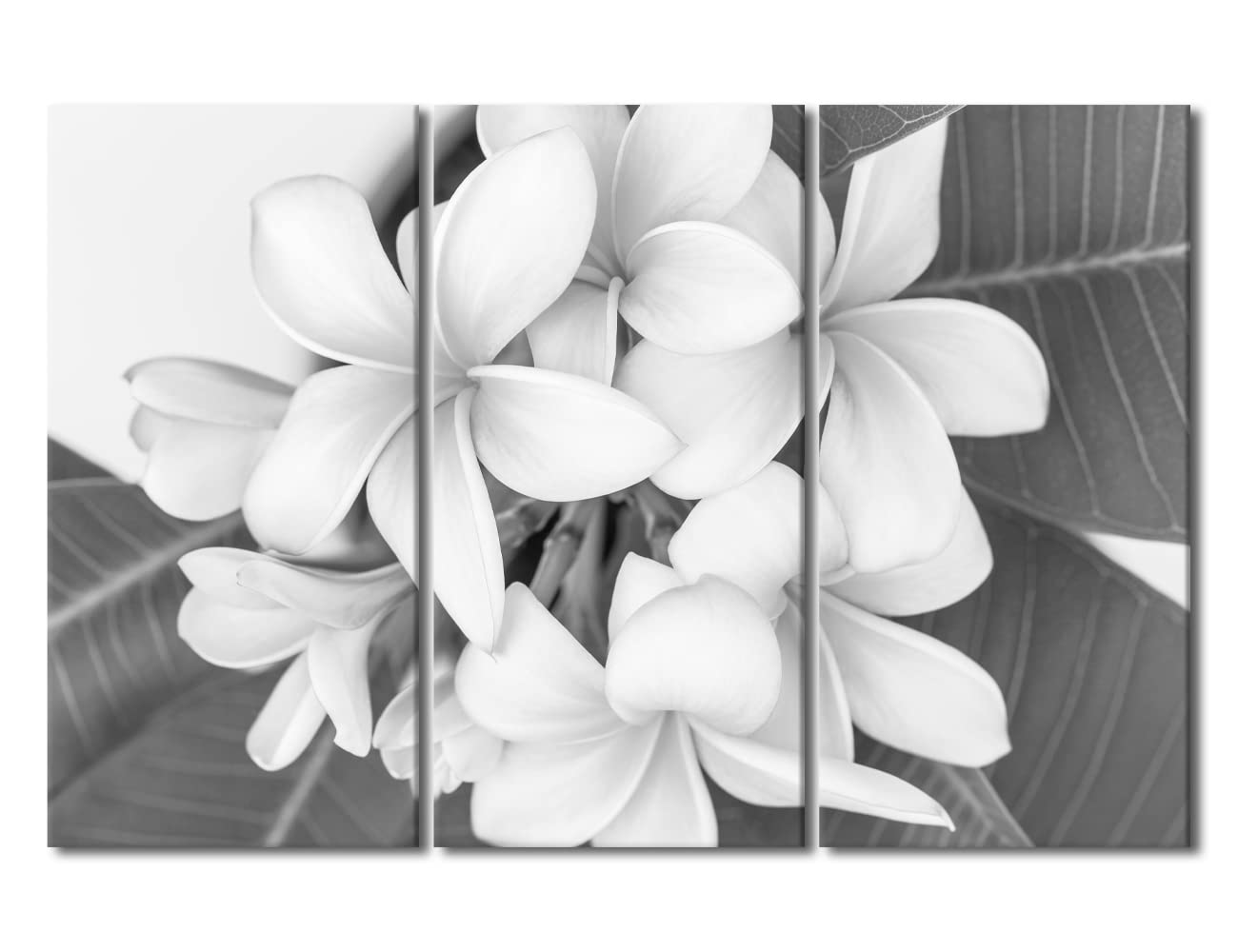 Wall Art for Office Black and White Paintings Tropical Flower Poster 3 Panel Plumeria Photography Tropical Flower Canvas Artwork Wall Decor Modern Canvas Frame Art Prints Ready to Hang 60x40 in