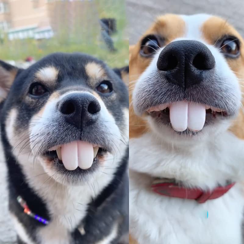 EHOTER Haustier Frech Hundeprothesen Spielzeughase Schneidezähne Falsche Zahnspangen Buckelzähne Schneidezähne Protrusion der Zähne Witzig Lustige Spielzeuge Kaninchenzähne Haustier Hund Kogi Hund