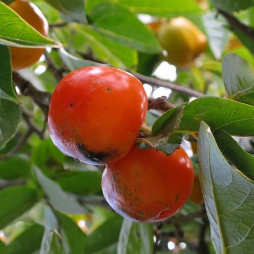Genérico, Muda de Caqui Fuyu 50 a 80cm AMK - Plantas Online