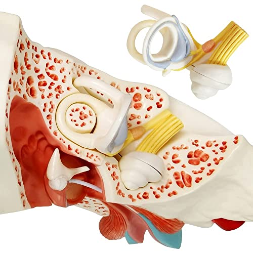 Image of Enlarged Human Ear Model Anatomy 3X Magnification 4 Part Ear Anatomical Model Outer Middle Inner Ear Model for Medical Anatomy and Physiology Study Research Teaching Display with Base