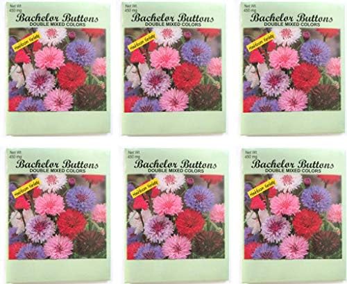 (6 Pack) Heirloom Variety Double Mixed Colors Bachelor Buttons 450 mg/package Non GE Seeds