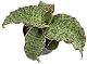 Bogenhanf Fangblatt Sansevieria Silver Blue, seltene Pflanze