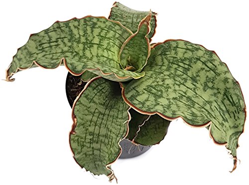 Sansevieria'Silver Blue', seltener wasserblauer Bogenhanf - sehr schöne Sukkulente/Sanseverie -...
