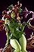 Kotobukiya DC Comics: Poison Ivy Returns Limited Edition Bishoujo Statue