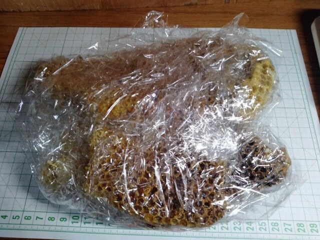 昆虫標本 ニホンミツバチ 巣盤 3番 3270g