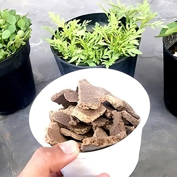 Image of DAS Mustard Oil Cake (Sarso Khali) - 100% Organic Fertilizer & Natural Plant Growth Booster | Cold-Pressed Mustard Cake for Gardening & Farming (0.5kg)