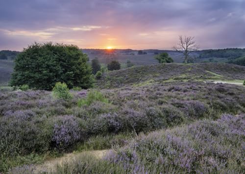Arrière-plan photographique collines de bruyère en tissu haut de gamme