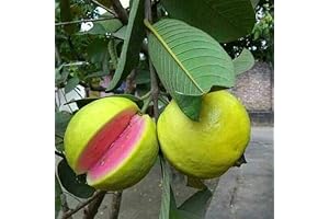 Pink guava plant 1 Gallon (Psidium guajava)