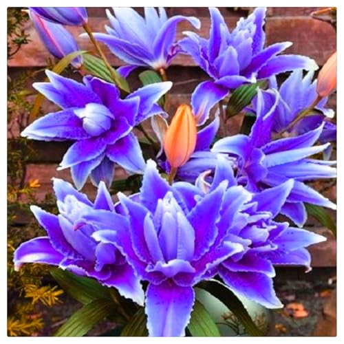 Bulbi di Giglio | Graziosi,Freschi, Puri, Eleganti, Dolci, Robusti, Adattabili, lilium bulbi-3 bulbi