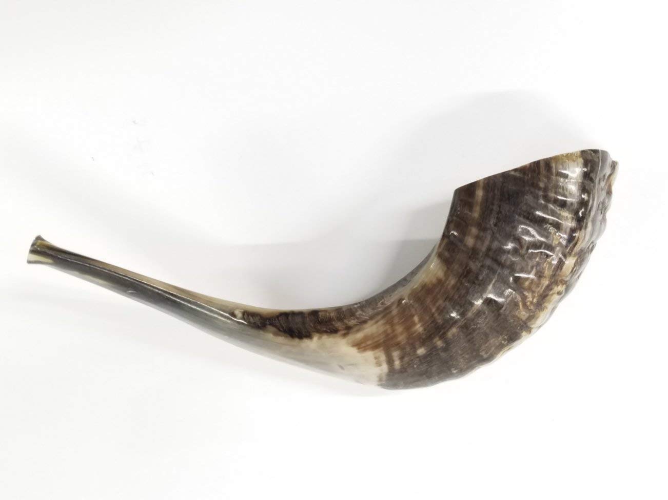 Traditioneller Ramhorn-Schofar aus Israel, 25,4 - 30,5 cm. LION OF JUDAH MARKET