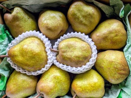 予冷品 山形県天童市産 ラフランス M-L玉 生食用