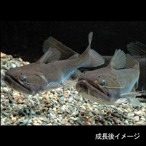Amazon | (熱帯魚)バトラクスキャット (約12cm)(1匹) | 観賞魚・水中 Amazon | (熱帯魚)バトラクスキャット (約12cm)(1匹) | 観賞魚・水中