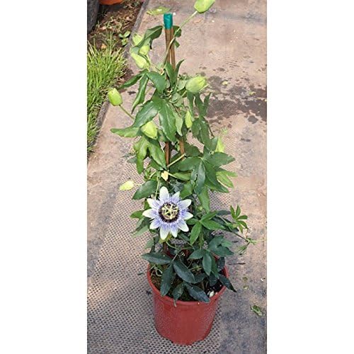 APOSOLUARD Passion Flower Krishna Kamal Blue Passion Flower Hardy passionflower,Jhumkalata,Ghadeephool,Radhika nachom Healthy Grafted Live Plant Pack of 1 (B0D7H742NS) Amazon Price History, Amazon Price Tracker