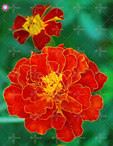 Caléndula officinalis Semi Belle Semi di Fiore Perenne Bonsai impianto per il giardino domestico di facile da coltivare 8 - 100 unidades