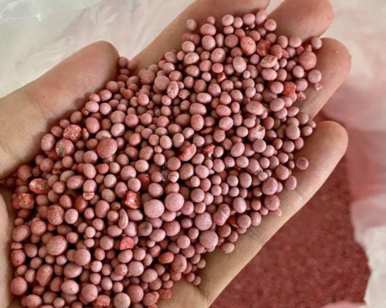 Organic Dragon Fruit Fertilizer For Both Growth & Fruiting. (450Gm), Granules - Image 5