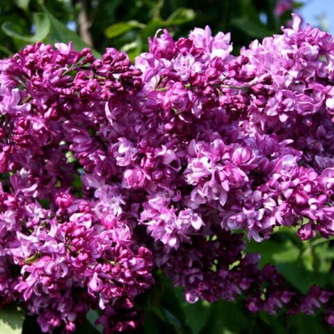 玄関に植えると縁起の良い 木 って 風水でもっと家族が幸せになれるヒント Folk 玄関に植えると縁起の良い 木 って 風水でもっと家族が幸せになれるヒント Folk