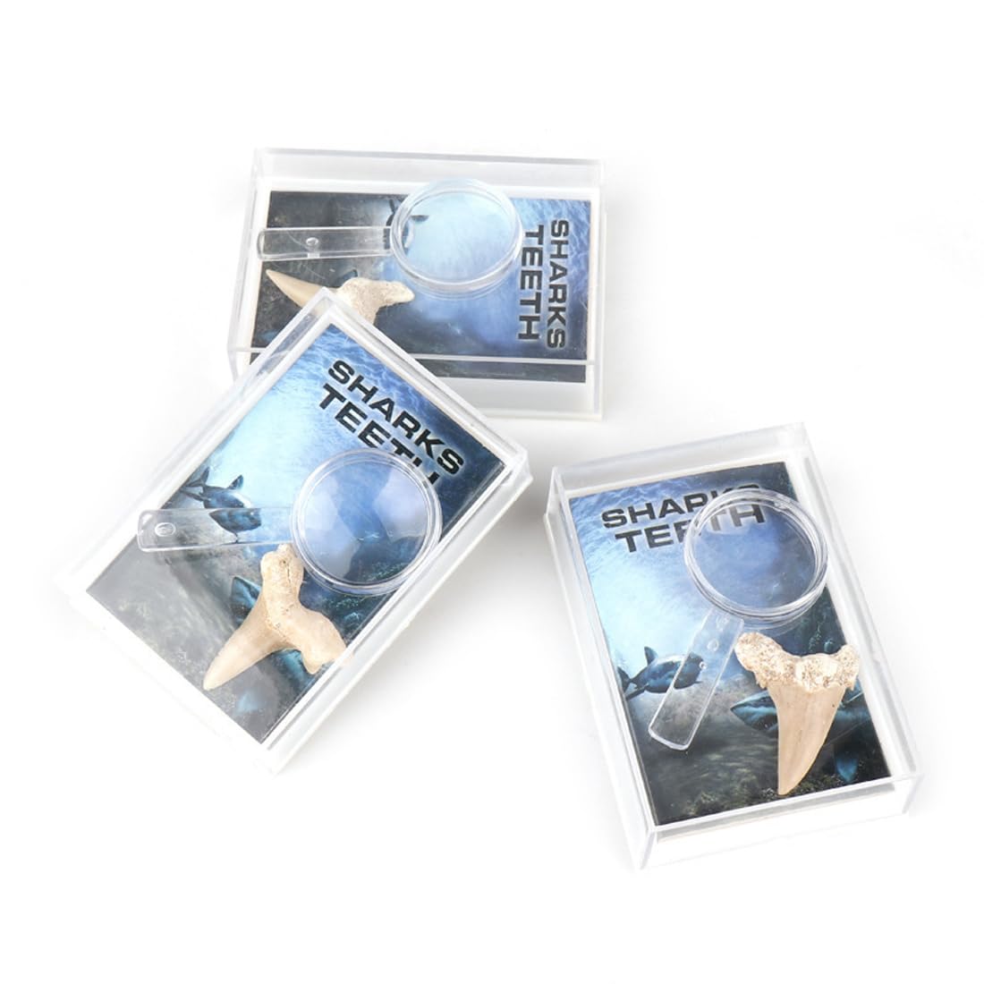 Amazon.co.jp: 化石化したサメの歯の箱 - 本物の先史時代のサメ