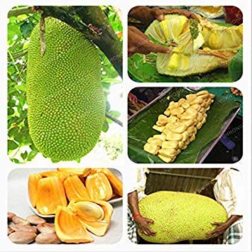 Potseed Germinación Las Semillas: 20 Semillas de la jaca Tropical de la Flor del árbol frutal Mundos Fruta más Grande de Sri Lanka