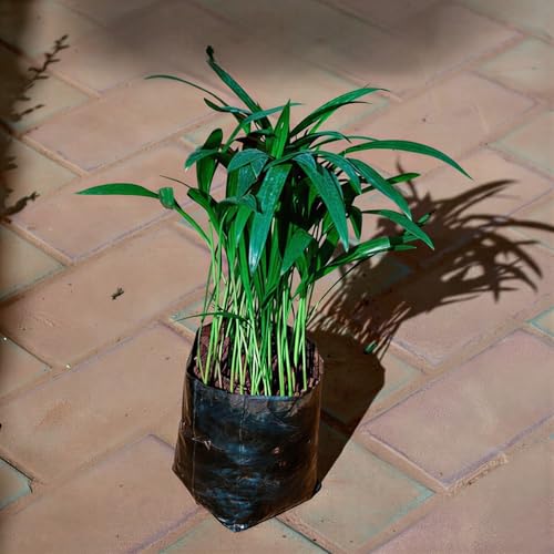 Image of Areca Palm Plant - Indoor Air Purifying Tree, Natural Humidifier & Oxygen Booster, Low Maintenance Tropical Indoor Greenery for Home, Bedroom & Office Decor
