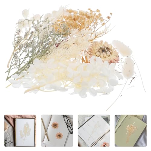 Flores secas prensadas para manualidades DIY resina miniatura 7