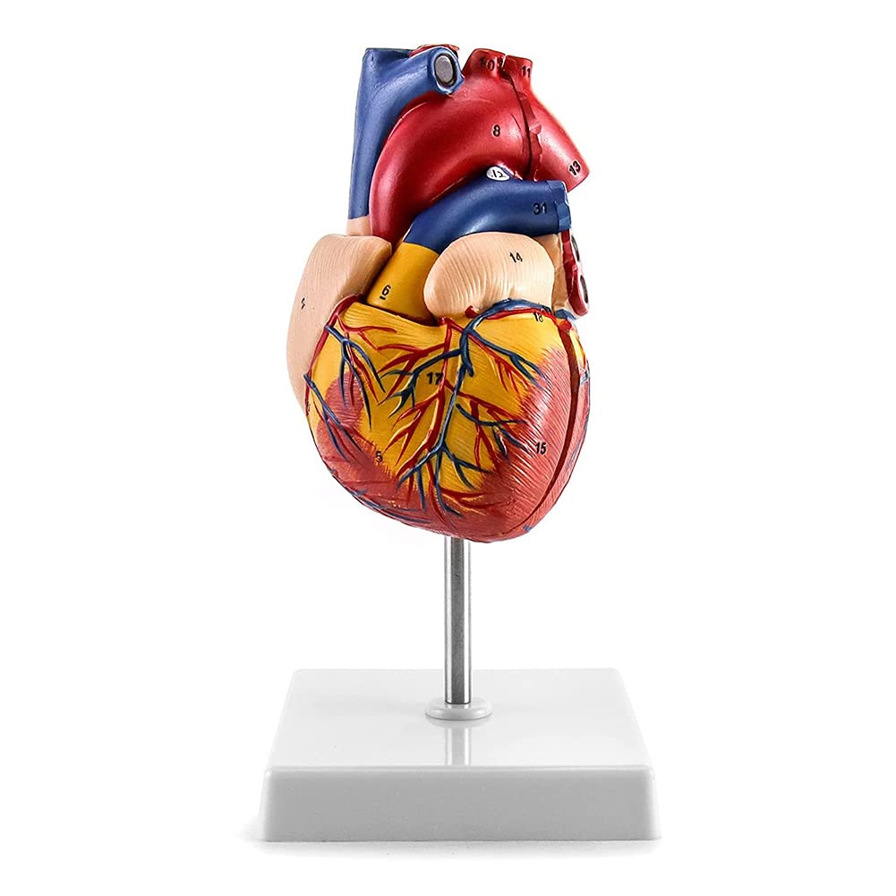 模型　心臓 Amazon.co.jp: 心臓モデル 心臓模型 1:1実物大 心臓解剖モデル