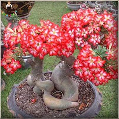 5 Teile/beutel Seltene Desert Rose Samen Doppel Farbe Succulentas Gemischte Zier Samen Balkon Topfblumen Samen Adenium Obesum: 6 5 Teile/beutel Seltene Desert Rose Samen Doppel Farbe Succulentas Gemischte Zier Samen Balkon Topfblumen Samen Adenium Obesum: 6