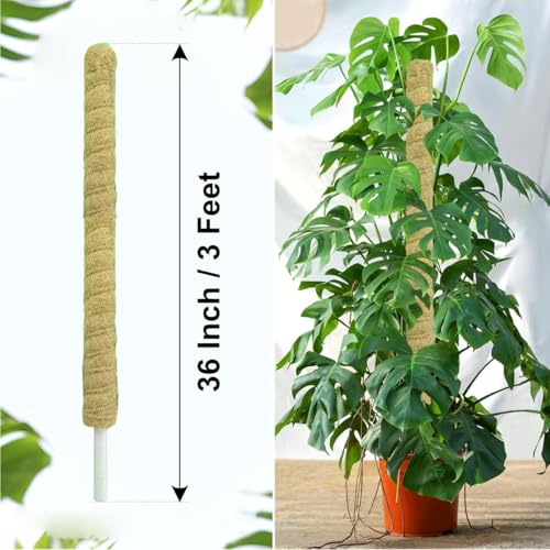 Image of Natural Moss Stick for Climbing Plants, Strong Support for Money Plant, Monstera, Pothos, Indoor Outdoor Use, Manual, 50 Grams (2, 3 Feet)