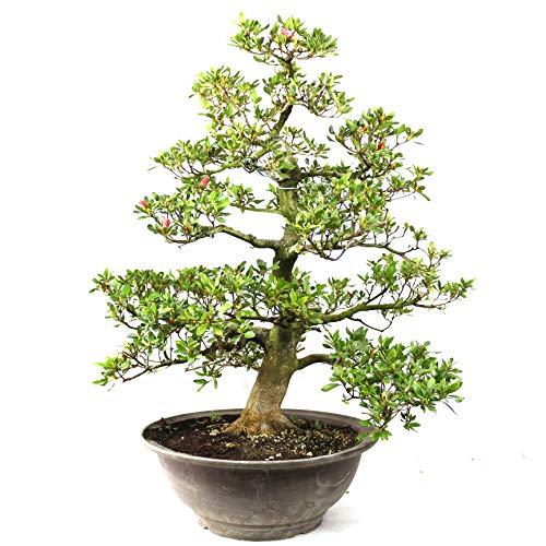 Azalea Japonica Shin koyo, Rhododendron, 33 Years, Height 74 cm