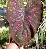 caladium seguinum chien GARANTIE - Nous savons que vous adorerez vos graines de jardin de survie, mais si pour une raison quelconque vous ne l'aimez pas, veuillez nous contacter.