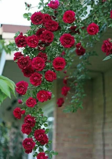 Live Climbing Red Rose Plant, Wild Rambling Bel Gulab Vine with Pot, Best for Door Entry Relling Garden Plant-image-41