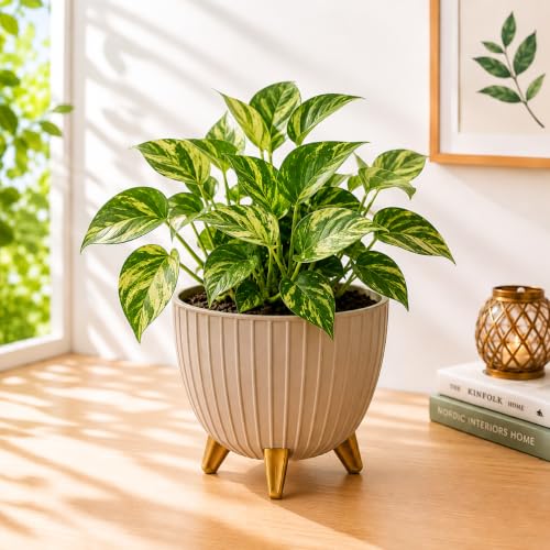 Image of (7 Inch) Plastic Flower Pot for Indoor Outdoor Plants with Stand, Decorative Ribbed Planter Pot with Legs, Round Gamala for Living Room, Pot for Office Table (Brown,1)