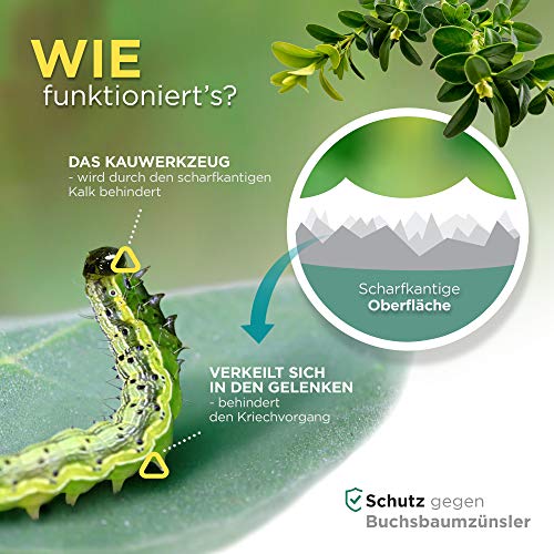 halmland Algenkalk tegen buxusmot - Verbazingwekkende versterking van de buxus met profylaxe en redding bij aantasting… - Image 7