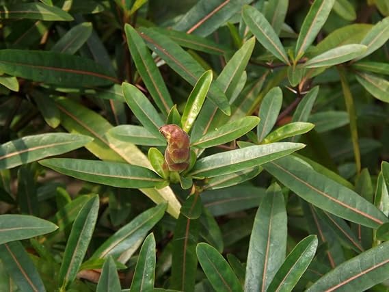 AGRO ALIVE Bishalyakarani Plant Hophead Plant Tridax procumbens Kanphuli Jayanti Veda, Hop-Headed Barleria, Hophead Philippine Violet, Snake Bush, Kanta Bishalyakarani, Ayurvedic Medicinal Plant (B0CXY98SBW) Amazon Price History, Amazon Price Tracker