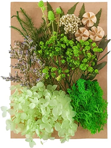 nhChޗ Ԏ  n[oE A}bNXTVF W lC vU[uht[ hCt[ Ntg ԍރZbg ~jԃh ߑ@ׂ IWifރANZT[ (CF[)