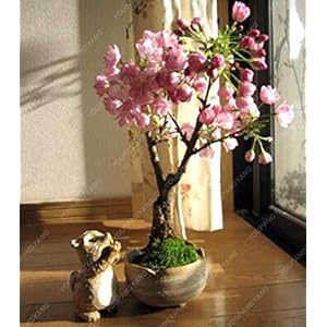 10 seeds Mini Bonsai Japanese Sakura, Bonsai Fiore Cherry Blossoms Casa Gragen Decoration Free shipping red