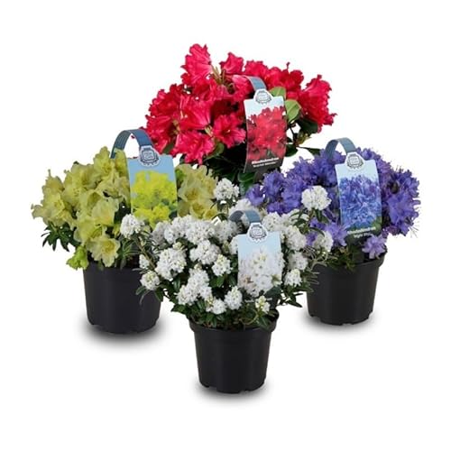 4 Unidades de Azalea Naturales Plantas de Exterior de Aspecto Primaveral