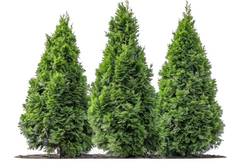 When to prune thuja occidentalis bonsai