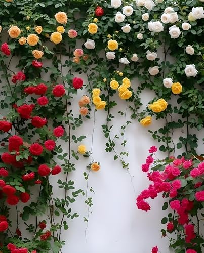 Image of Aparajita and Climbing Rose Seeds Combo Pack, Mixed Colors, Garden Flower Seeds for Home Garden Planting(Pack Of 100)
