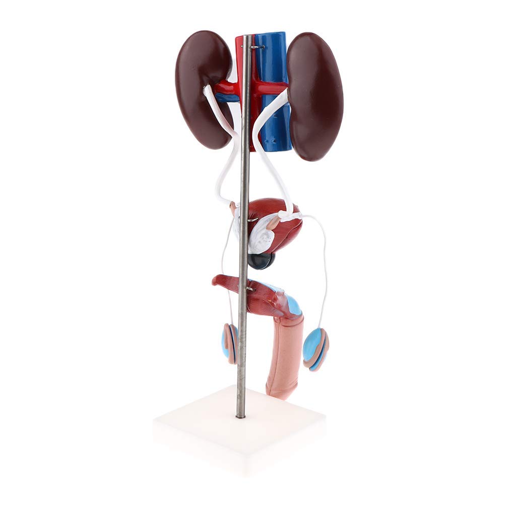 Professionelle Männliches Urogenital System Anatomisches Modell für Anatomie Lehrmittel Laborbedarf